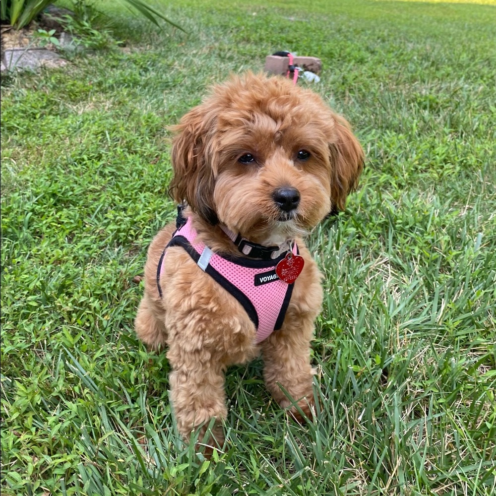 Meet your Posher, Emma